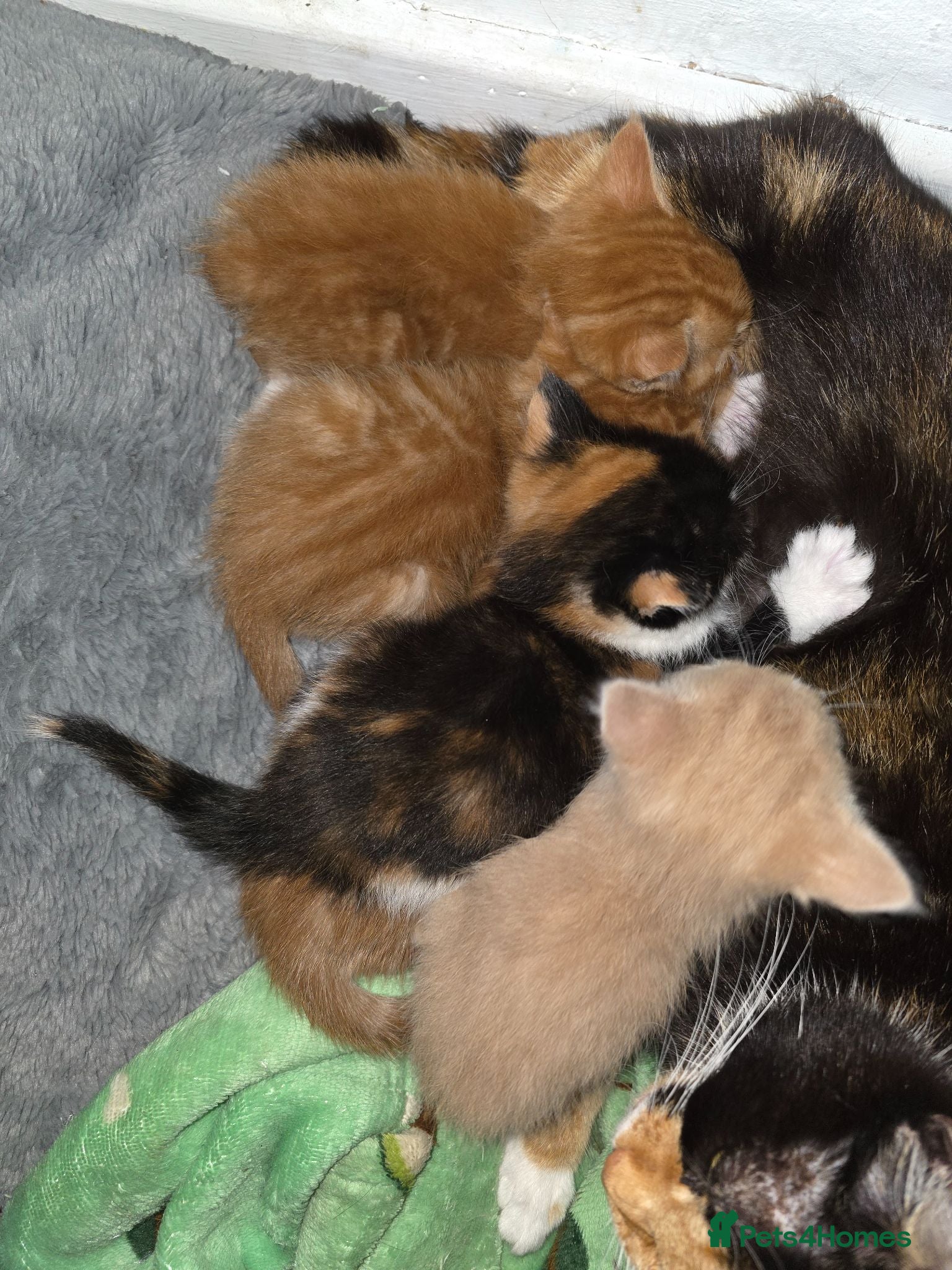 Mixed Breed cats 5 kittens  - Advert 1