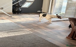 Fox Terrier dogs for adoption: Sweet Mizzo looking for LOVE - Image 15