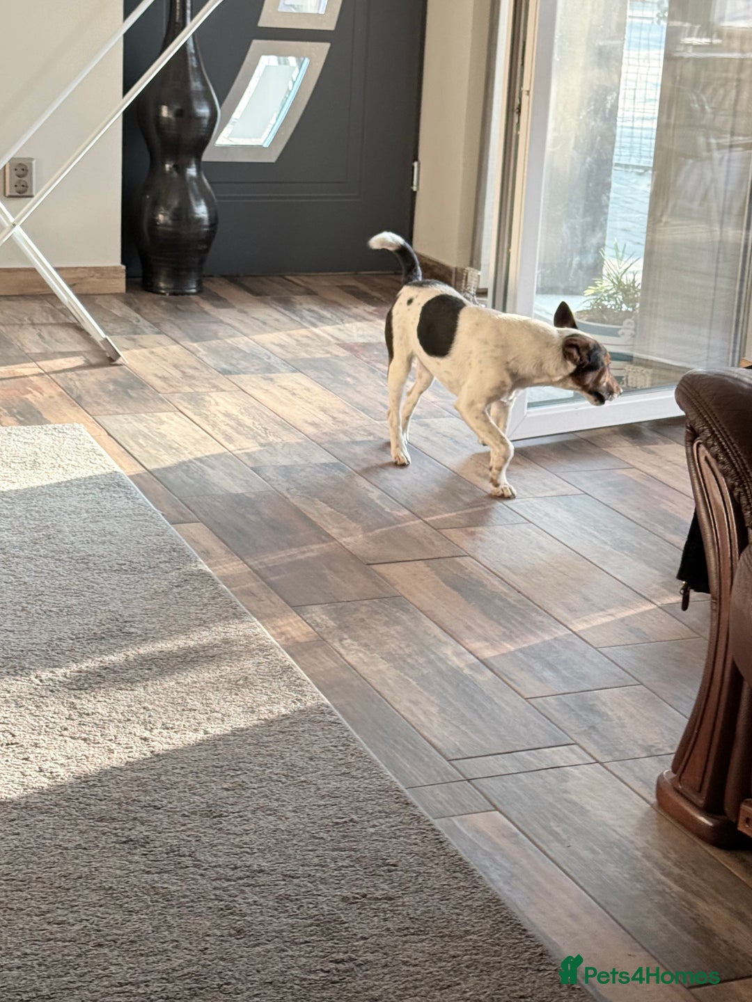 Fox Terrier dogs for adoption: Sweet Mizzo looking for LOVE - Image 15