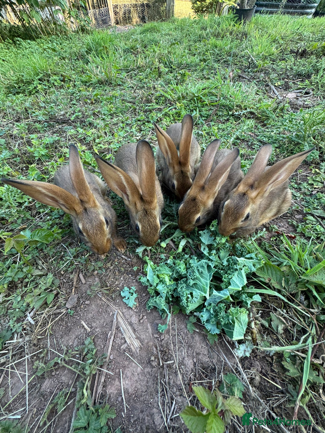 Belgian Hares rabbits for sale: Belgian hares  - Image 3
