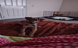 Greyhound dogs for sale: 10 weeks old greyhound boy - Image 4