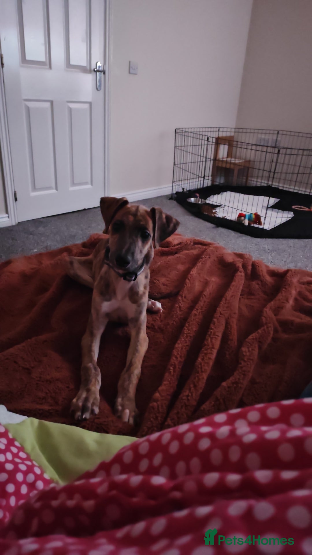 Greyhound dogs for sale: 10 weeks old greyhound boy - Image 4