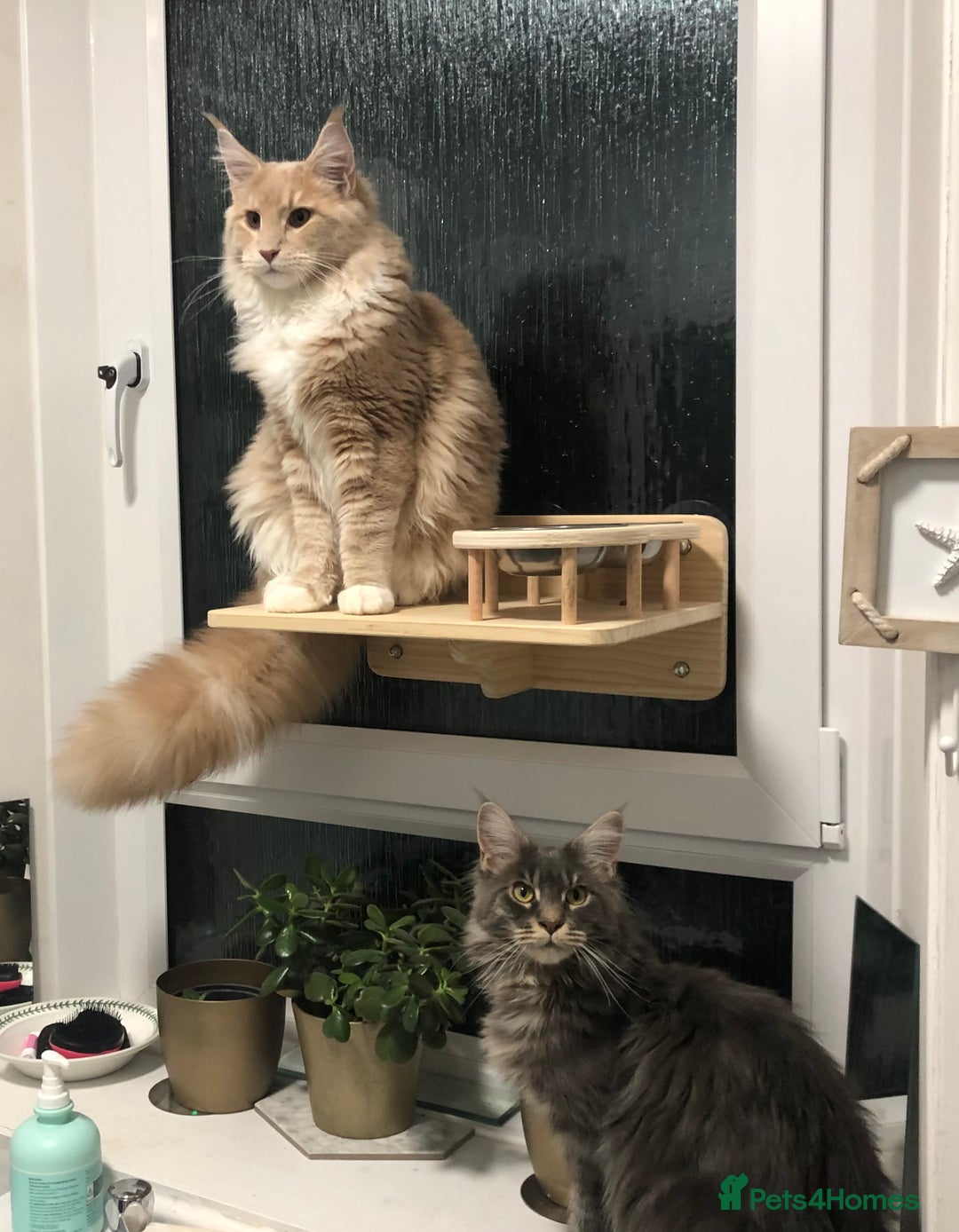 Maine Coon cats for sale: Unsexed greys with white mittens - Advert 7