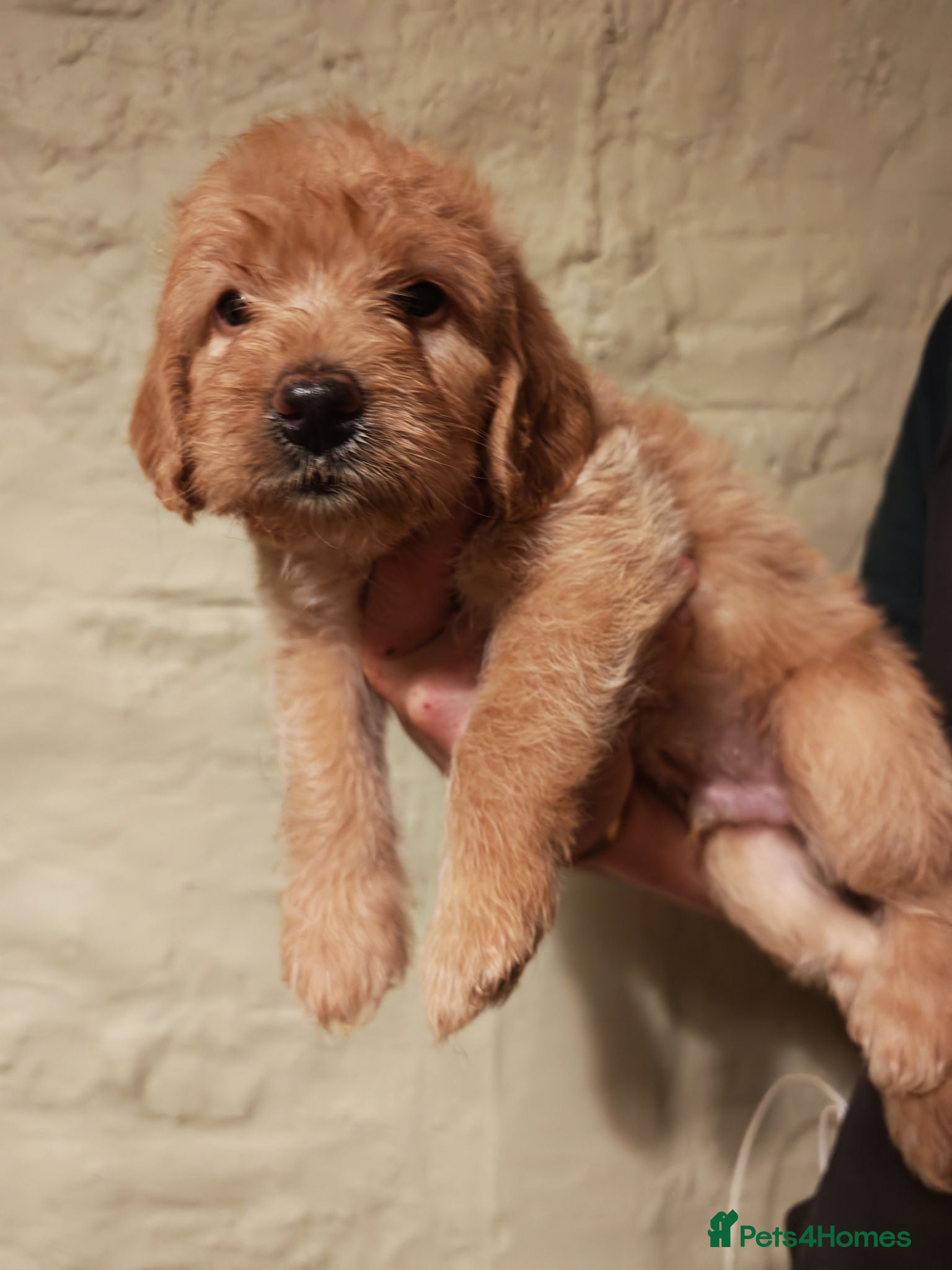 Labradoodle dogs Fluffy Miniature Labradoodles Ready Aug 16th - Advert 16