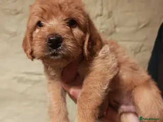 Labradoodle dogs Ready Aug 16th Fluffy Min Labradoodles - Advert 1