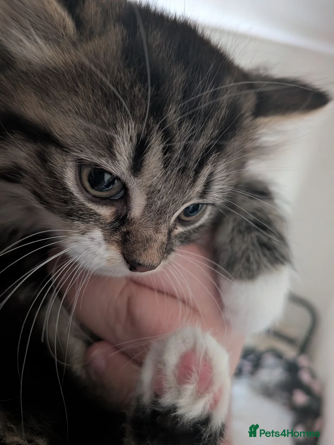 British Shorthair cats for sale: 3 kittens for sale please read all advert - Advert 7