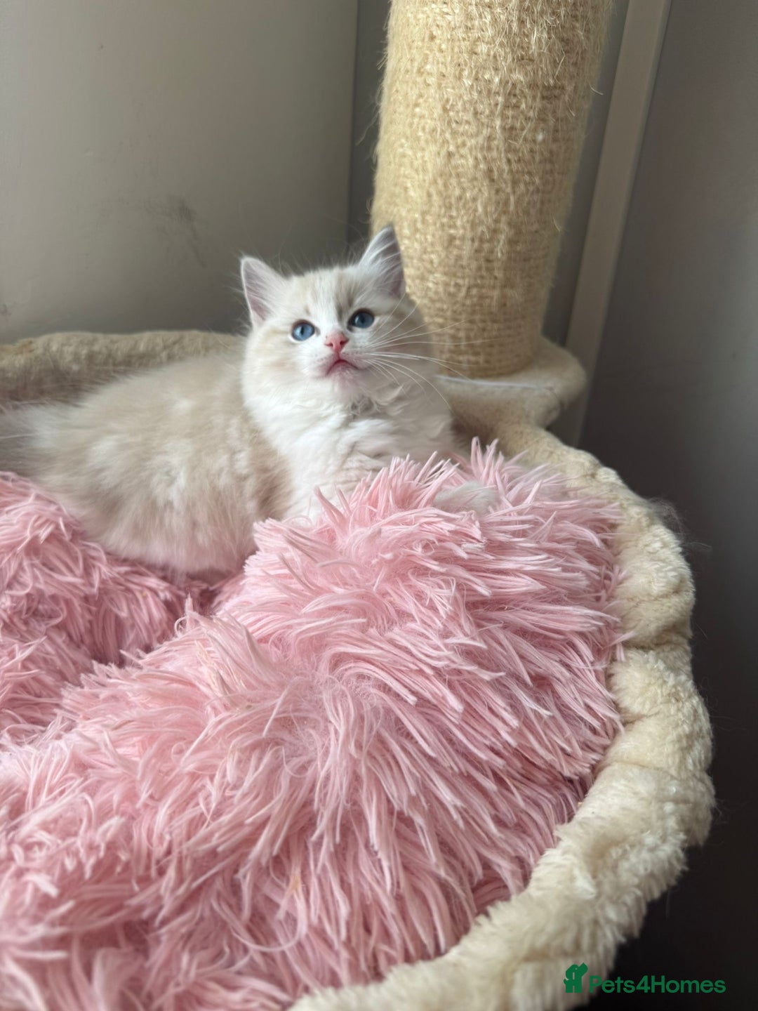 Ragdoll cats for sale: Seal Lynx Bi colour Female European ragdoll  - Advert 1