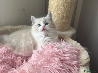 Ragdoll cats - Advert 5