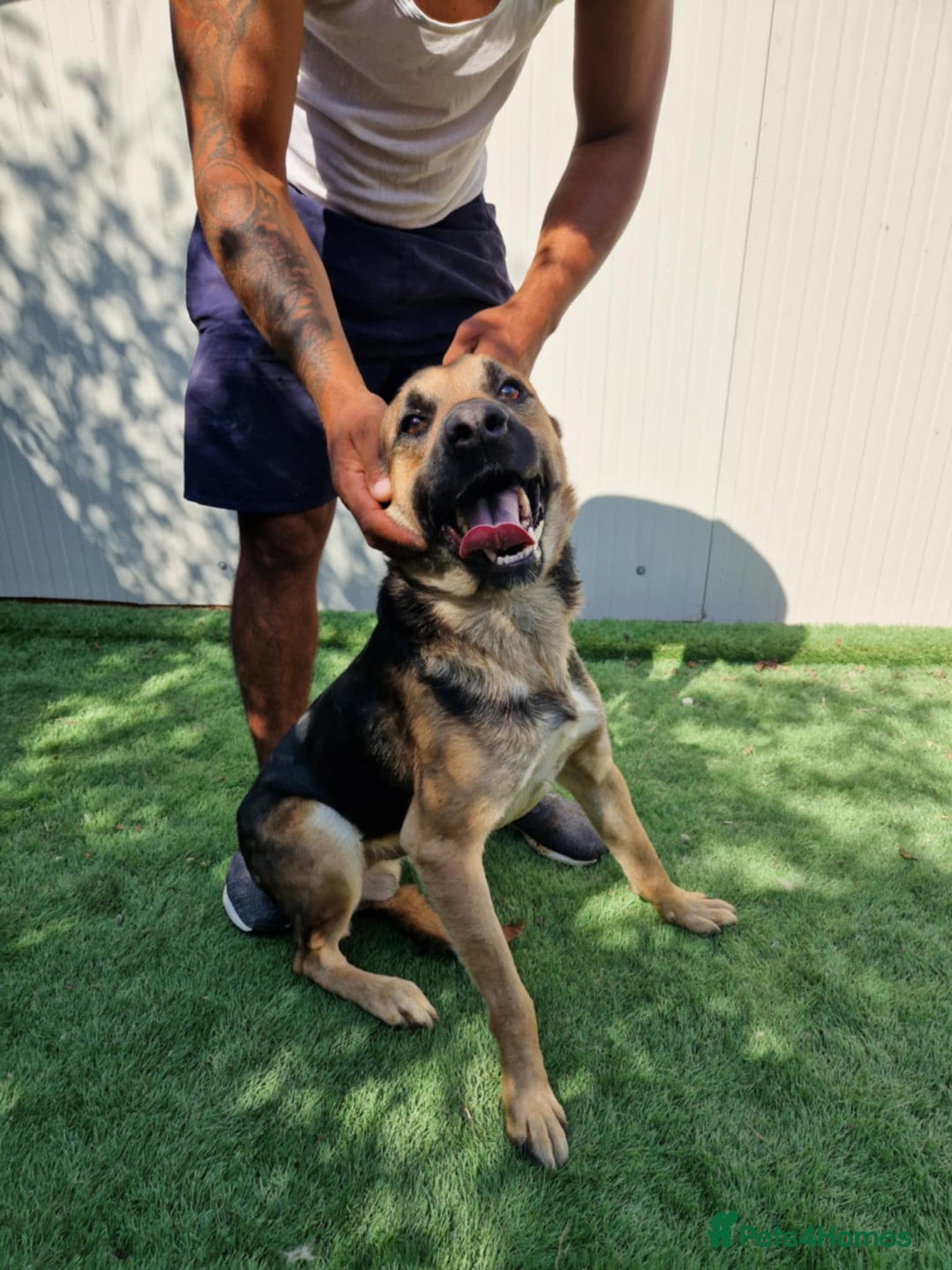 Mixed Breed dogs for adoption: 🐾 Billy–gentle shepherd boy with golden heart 🐾 - Image 4
