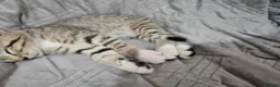 Mixed Breed cats for sale: Mix breed kittens mum is bengal cross - Advert 29