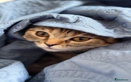 Mixed Breed cats for sale: Beautiful British Shorthair-Bengal F Kitten - Image 3