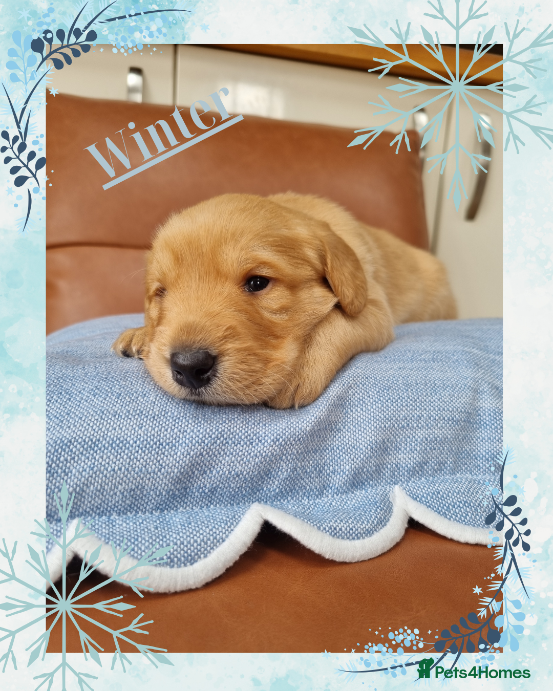 Labradoodle dogs for sale: Stunning Red Australian Labradoodle x Lab puppies - Image 23