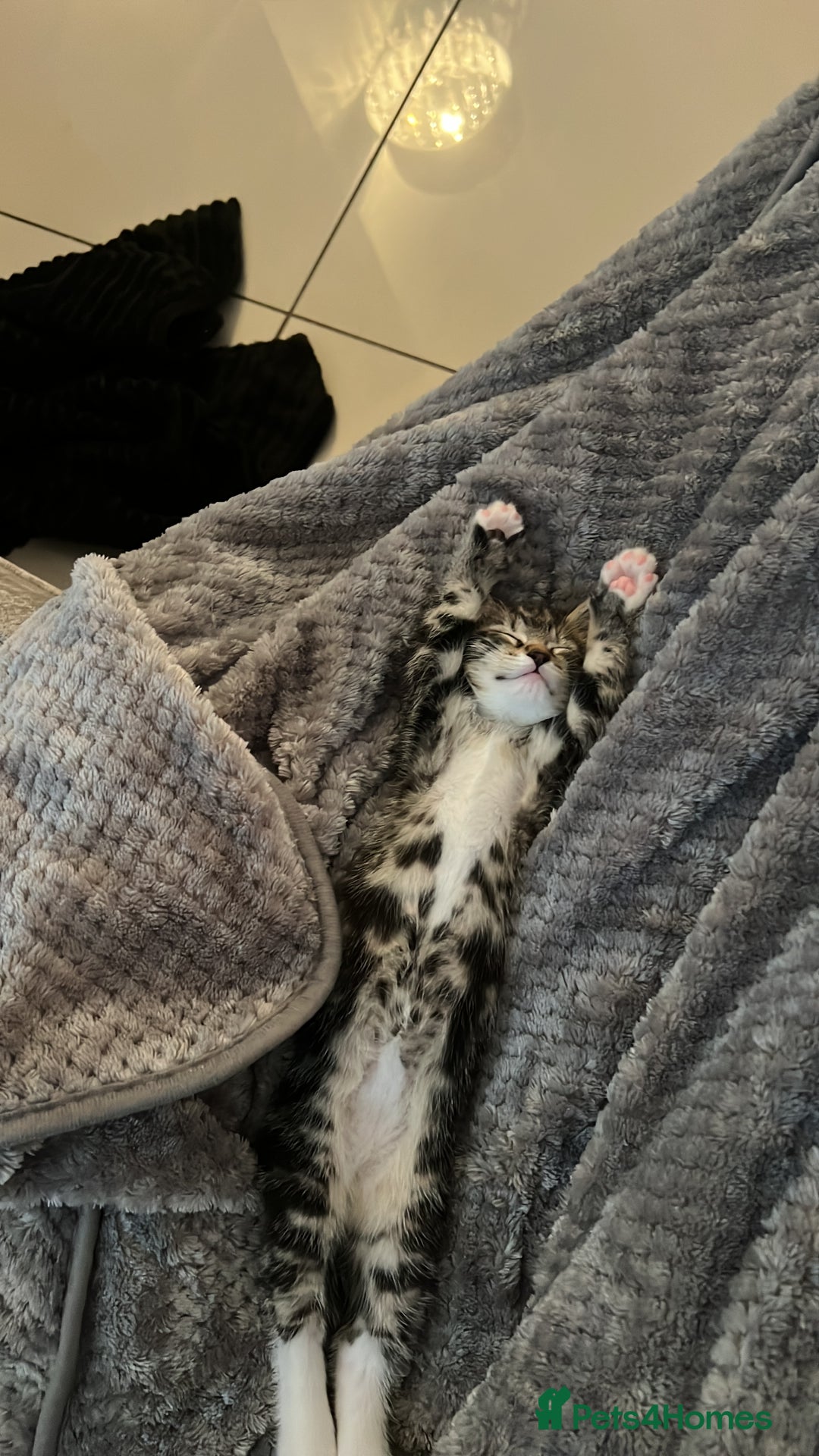 Domestic Shorthair cats for sale: Domestic short hair tabby kittens   - Advert 5