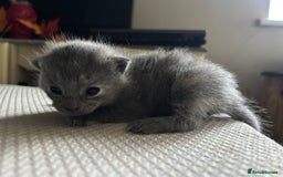 Mixed Breed cats for sale: Beautiful Kittens looking for new homes!❤️ - Image 8