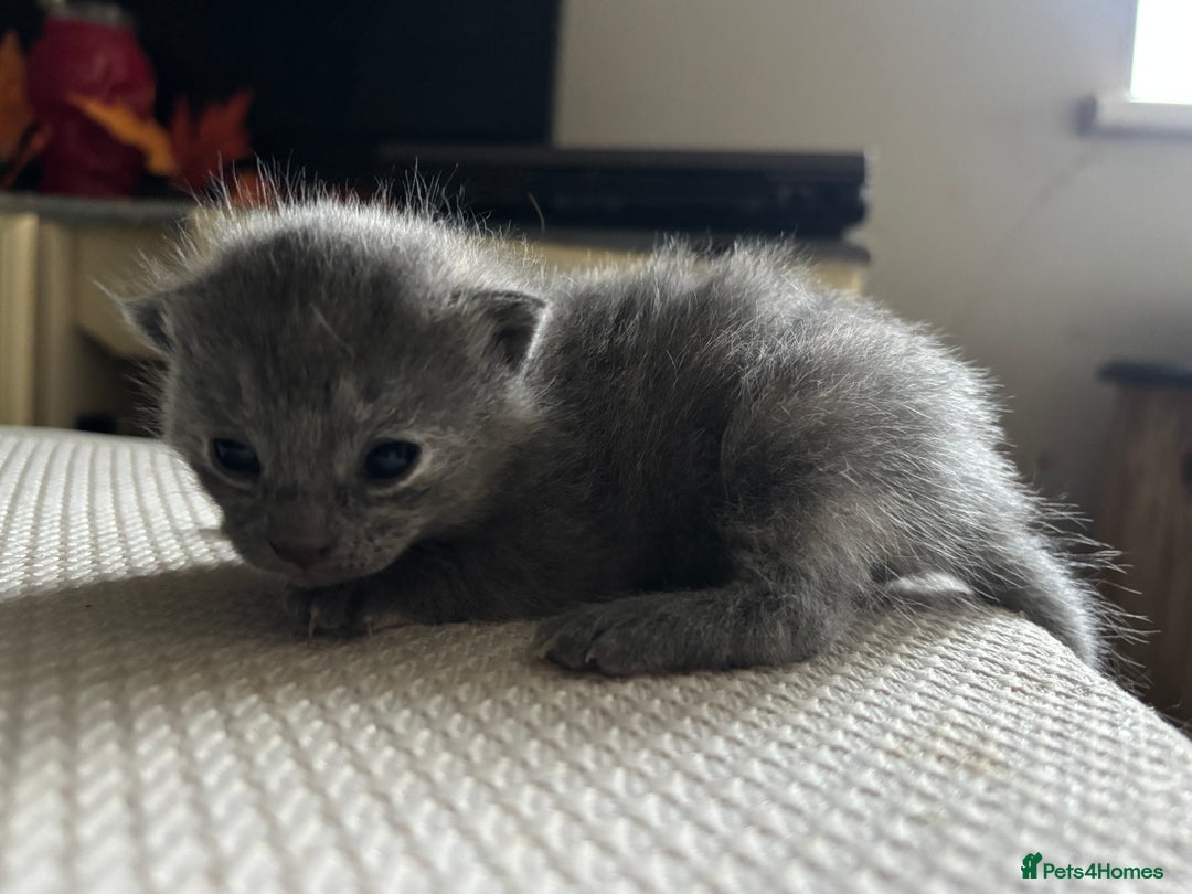 Mixed Breed cats for sale: Beautiful Kittens looking for new homes!❤️ - Image 8