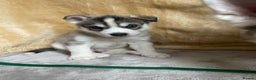 Siberian Husky dogs for sale: Siberian Husky Puppies  - Advert 5