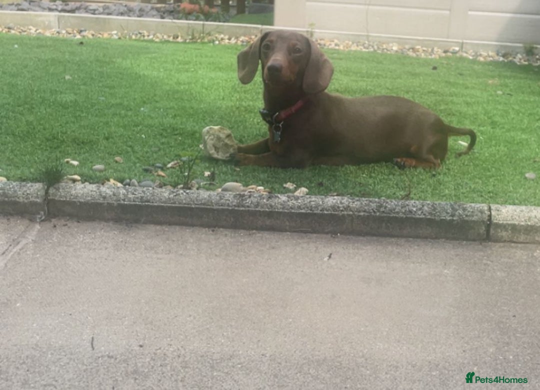 Miniature Dachshund dogs for sale: Beautiful Pedigree Miniature Dachshund Puppies - Image 1