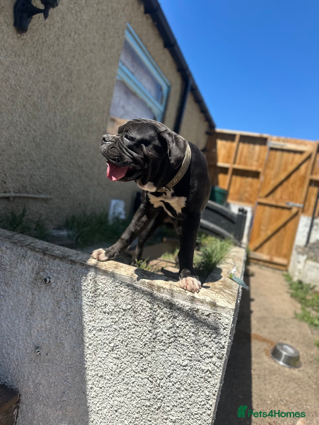 Old Tyme Bulldog dogs for sale: Male old Tyme bulldog for sale  - Image 3