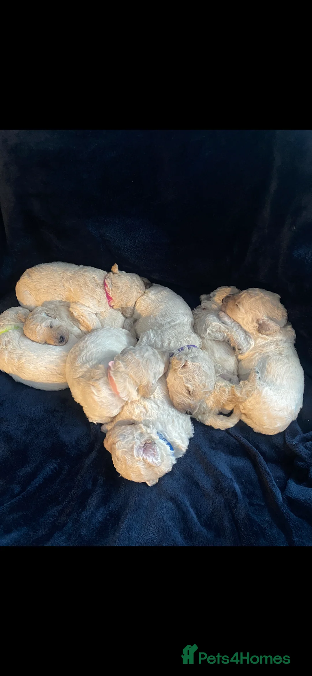 Poochon dogs for sale: Beautiful Poochon’s for sale - Advert 2