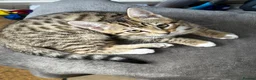 Mixed Breed cats for sale: Bengal x Tabby mixbreed. - Advert 21