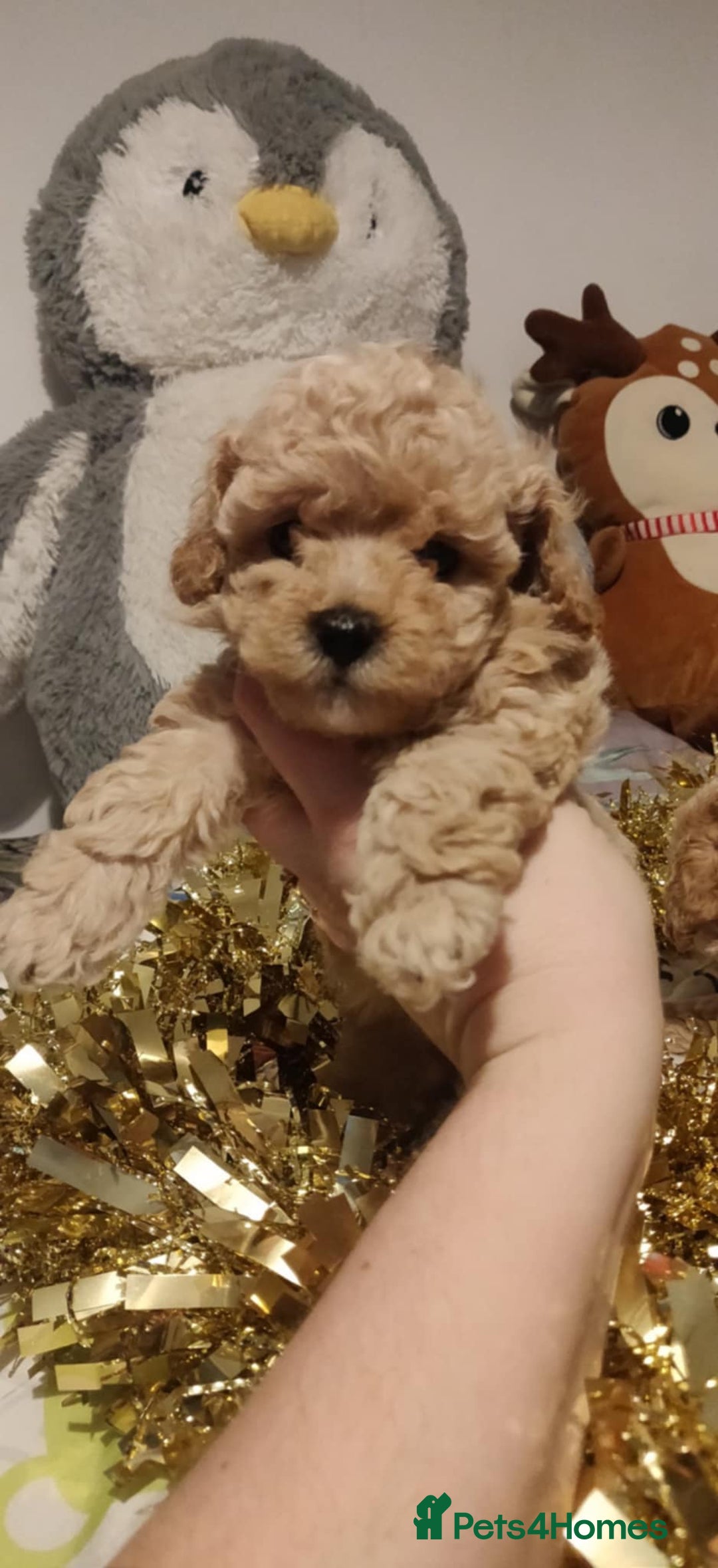 Maltipoo dogs for sale: Beautiful maltipoo puppys - Advert 8