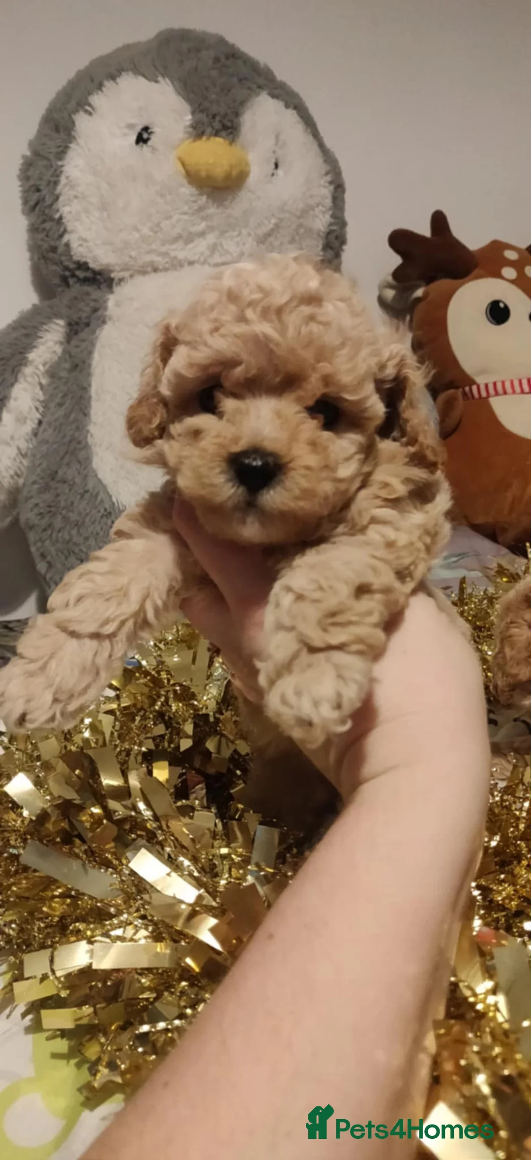 Maltipoo dogs for sale: Beautiful maltipoo puppys - Advert 9