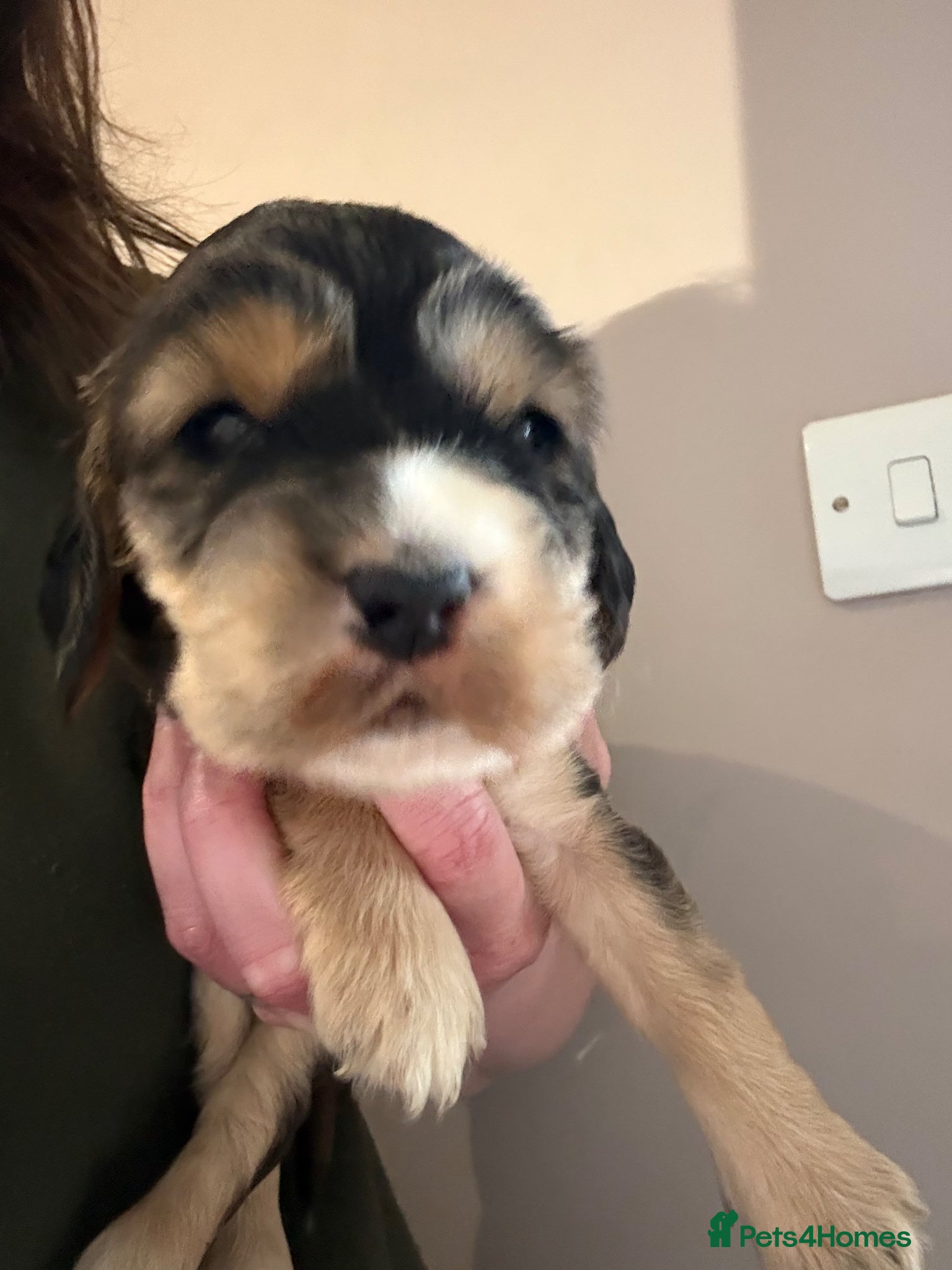 Cocker Spaniel dogs Beautiful Kc reg litter of show type cockers   - Advert 2