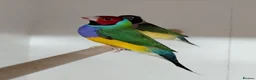 Finches birds for sale: Breeding pair Gouldian FINCHES!!!! - Advert 2