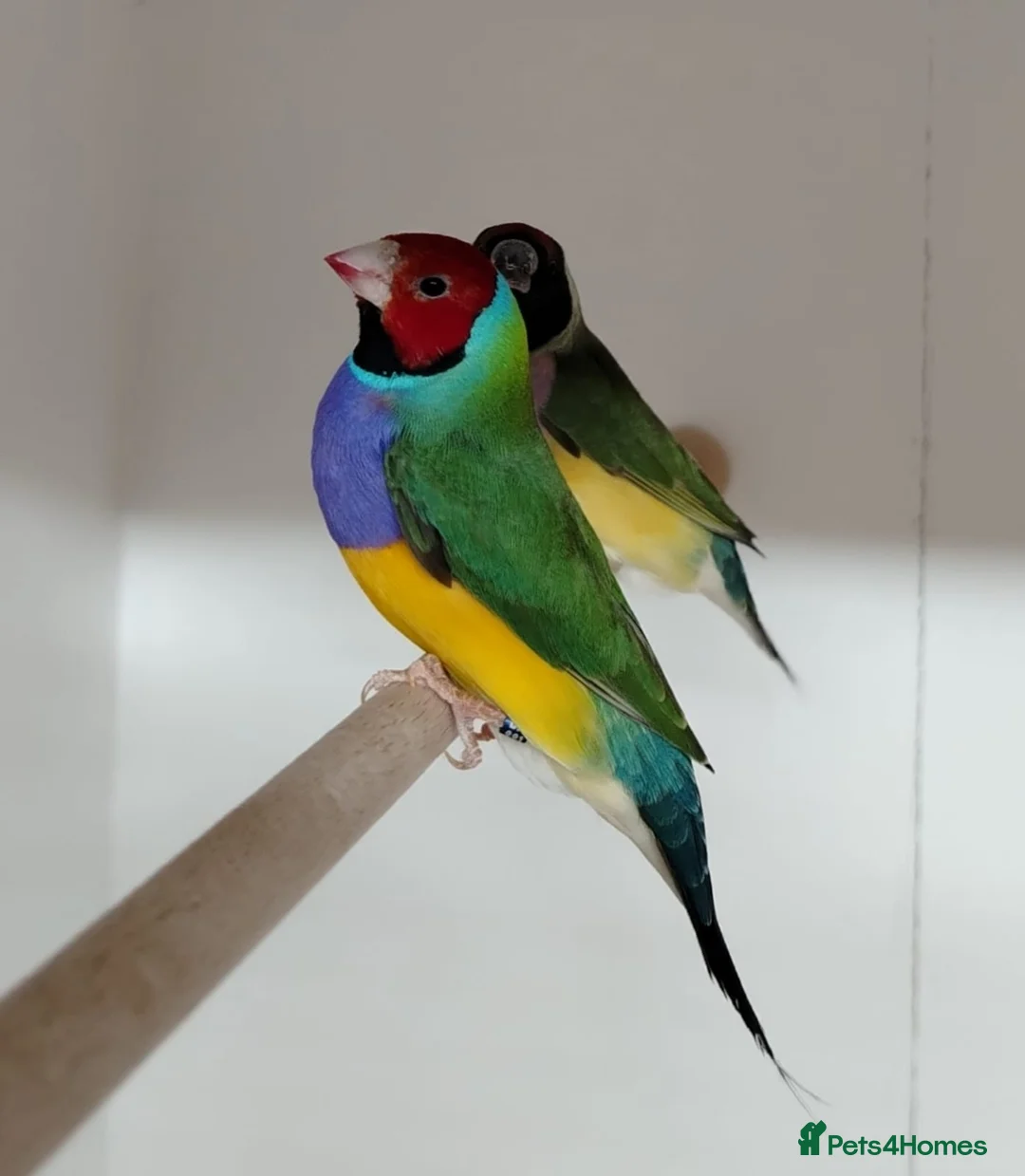Finches birds for sale: Breeding pair Gouldian FINCHES!!!! - Advert 2