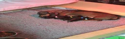 Dachshund dogs for sale: Dachshund Puppies in Redditch - Advert 17