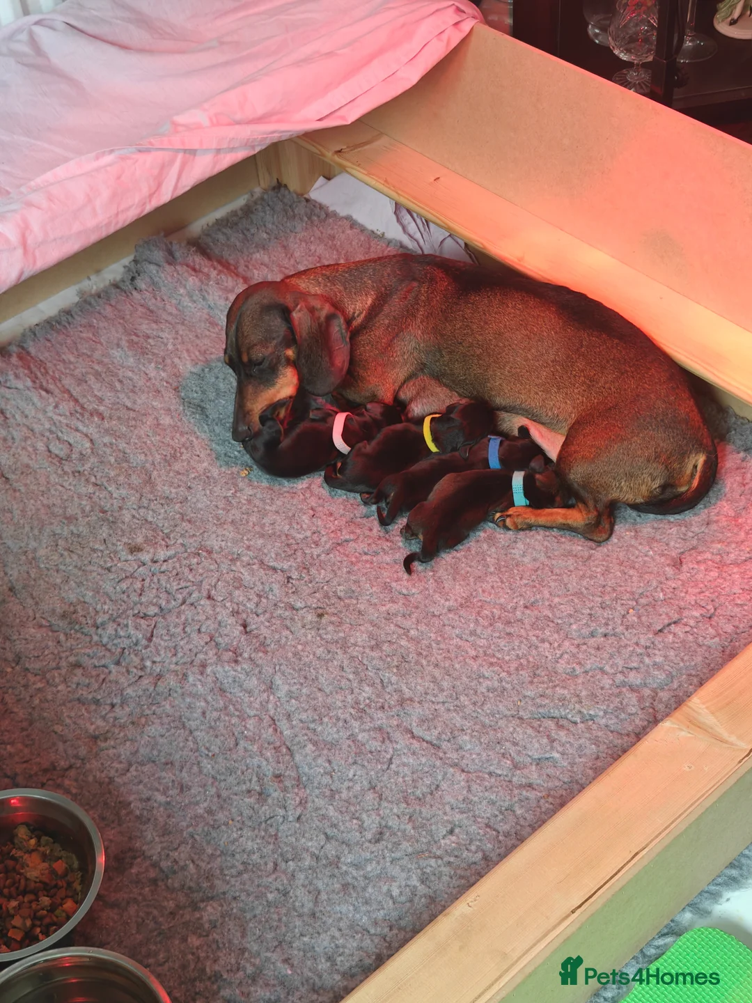 Dachshund dogs for sale: Dachshund Puppies in Redditch - Advert 17