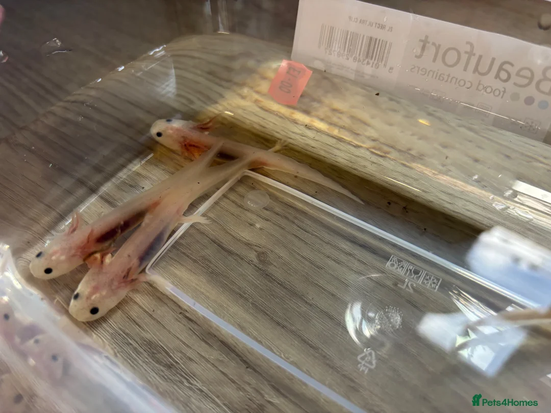 Axolotl reptiles for sale:  baby axolotl’s in Spalding - Advert 2