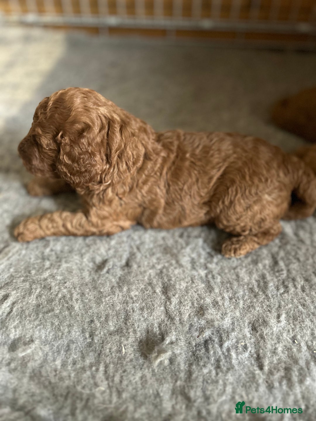 Cockapoo dogs for sale: Beautiful fox red cockapoo pups  - Image 9
