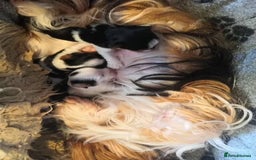 Biewer Terrier dogs for sale: Gorgeous Biewer Terrier puppies  - Image 10