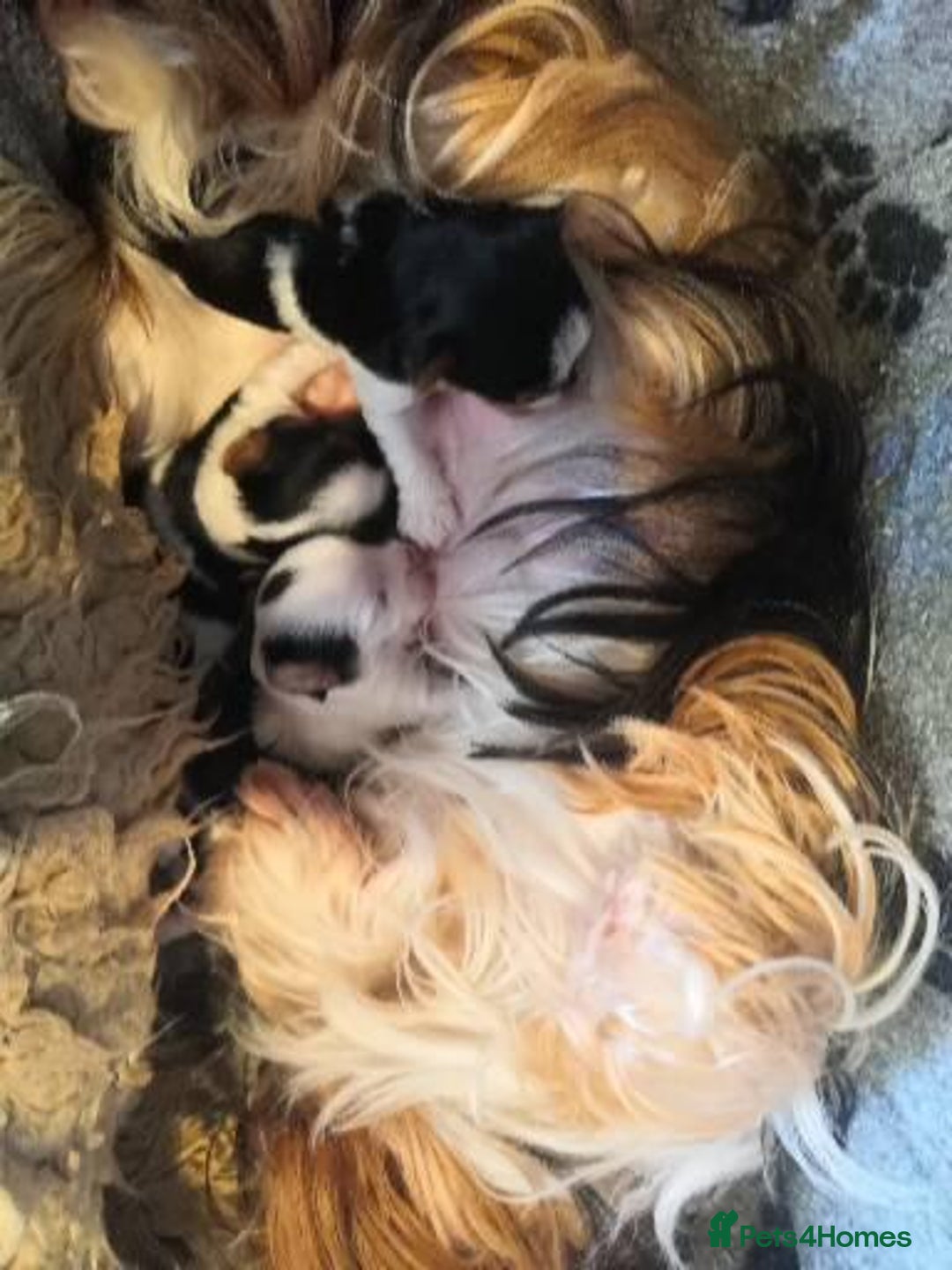Biewer Terrier dogs for sale: Gorgeous Biewer Terrier puppies  - Image 10