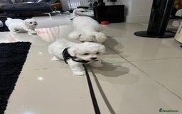 Bichon Frise dogs for sale: Pure Bichon Frise - Image 23
