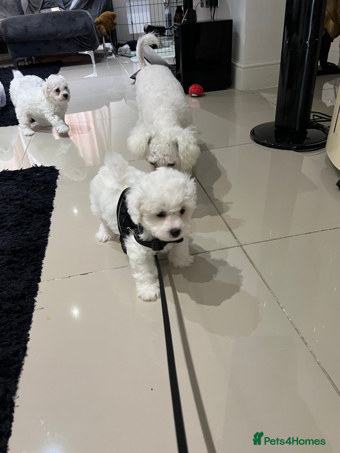 Bichon Frise dogs for sale: Pure Bichon Frise - Image 23
