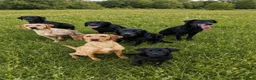 Labrador Retriever dogs for sale: Beautiful Labrador puppies  - Advert 9