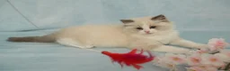 Ragdoll cats for sale: 💎Azuri El – Last Available Breeding Male🐾 - Advert 7