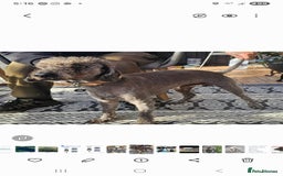 Bedlington Terrier dogs for stud:  Bedlington terrier for stud   in Chesterfield - Advert 1