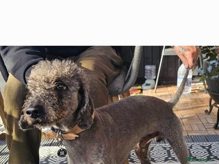 Bedlington Terrier dogs Bedlington terrier for stud in Chesterfield - Advert 1