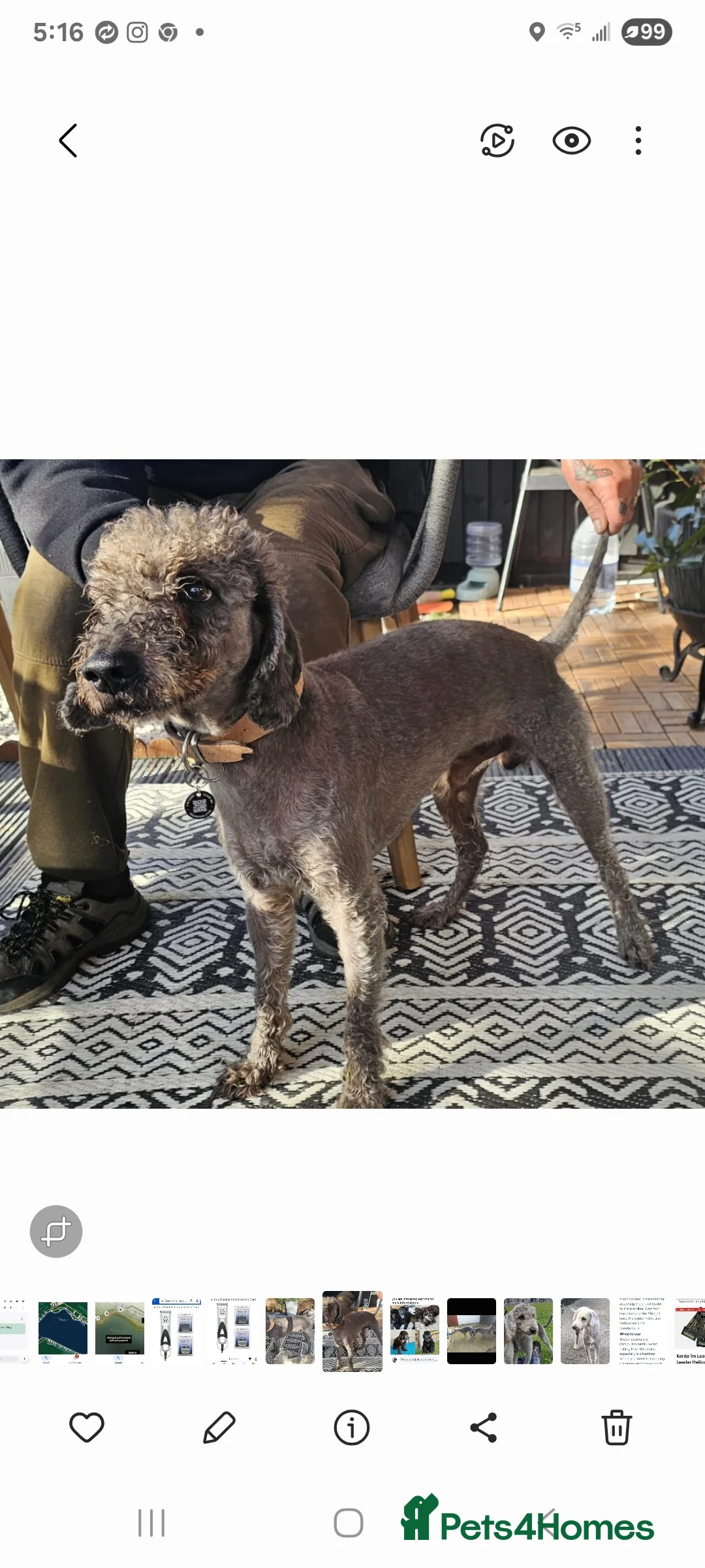 Bedlington Terrier dogs for stud: Blue.  Bedlington terrier for stud  CT Clear   in Chesterfield - Advert 4