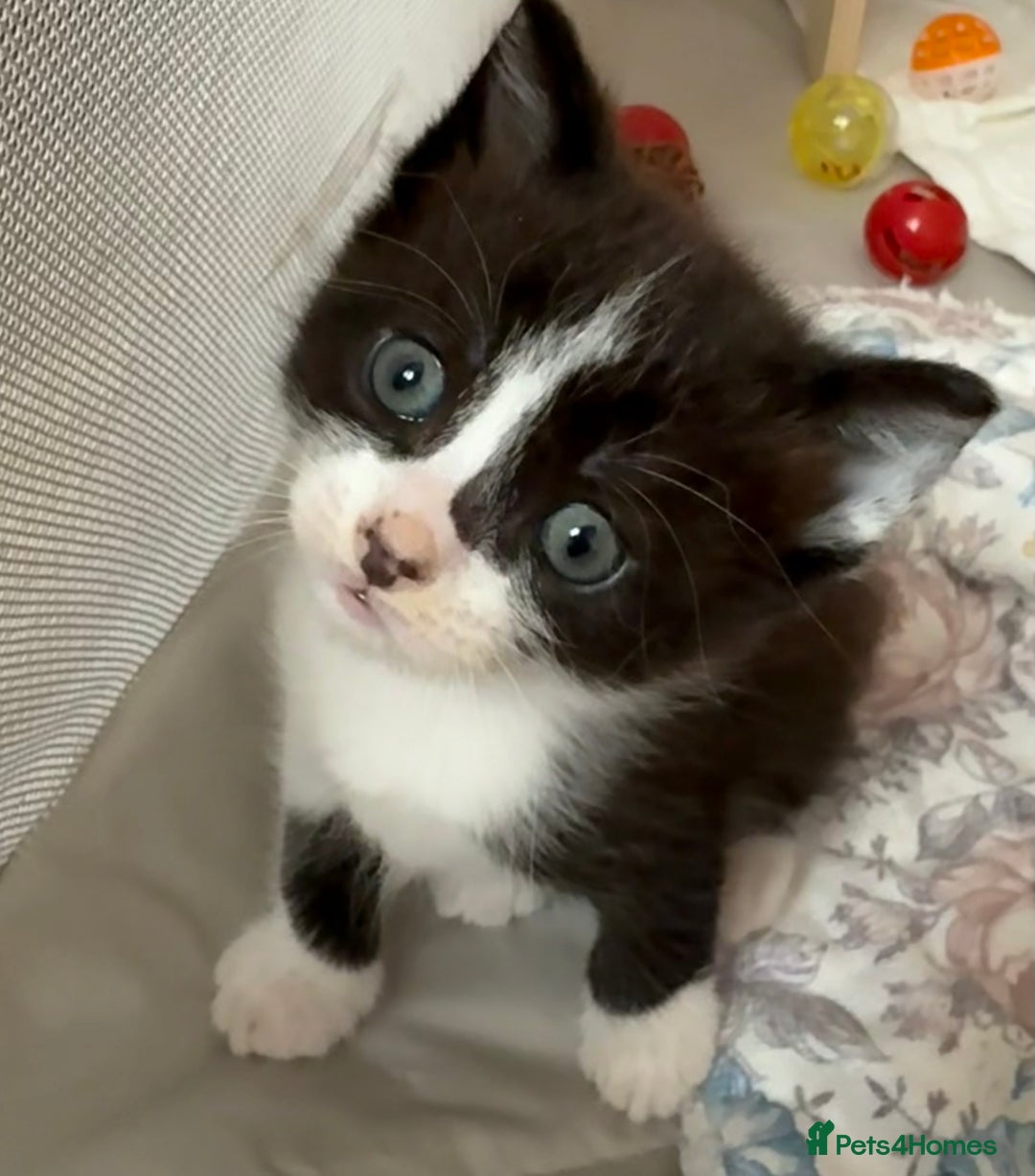 Mixed Breed cats for sale: 1 tiny Ragdoll cross female kitten left  - Image 5
