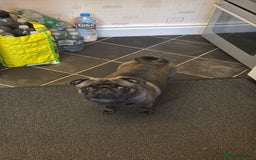 Pug dogs for sale: 2 year old pug male Zeus  - Image 2