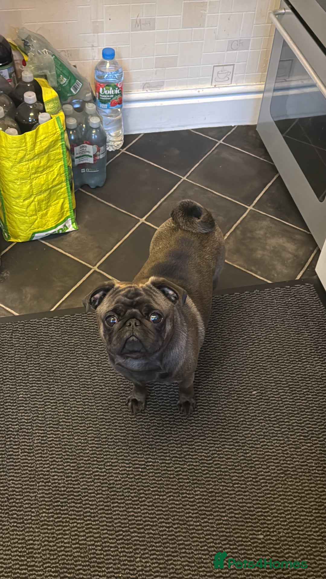 Pug dogs for sale: 2 year old pug male Zeus  - Image 2