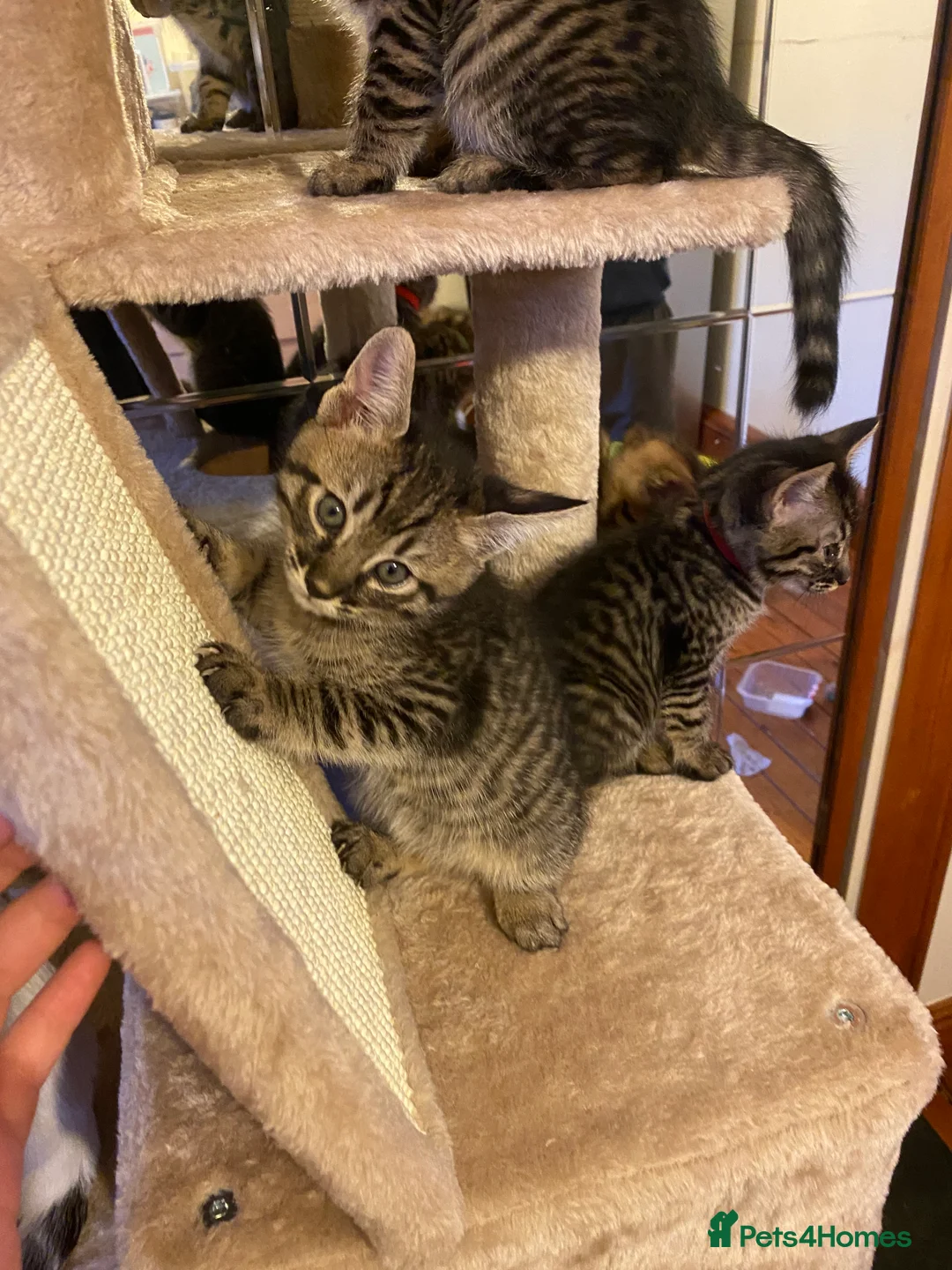 Mixed Breed cats for sale: Savannah X Maine Coon kittens - Advert 7