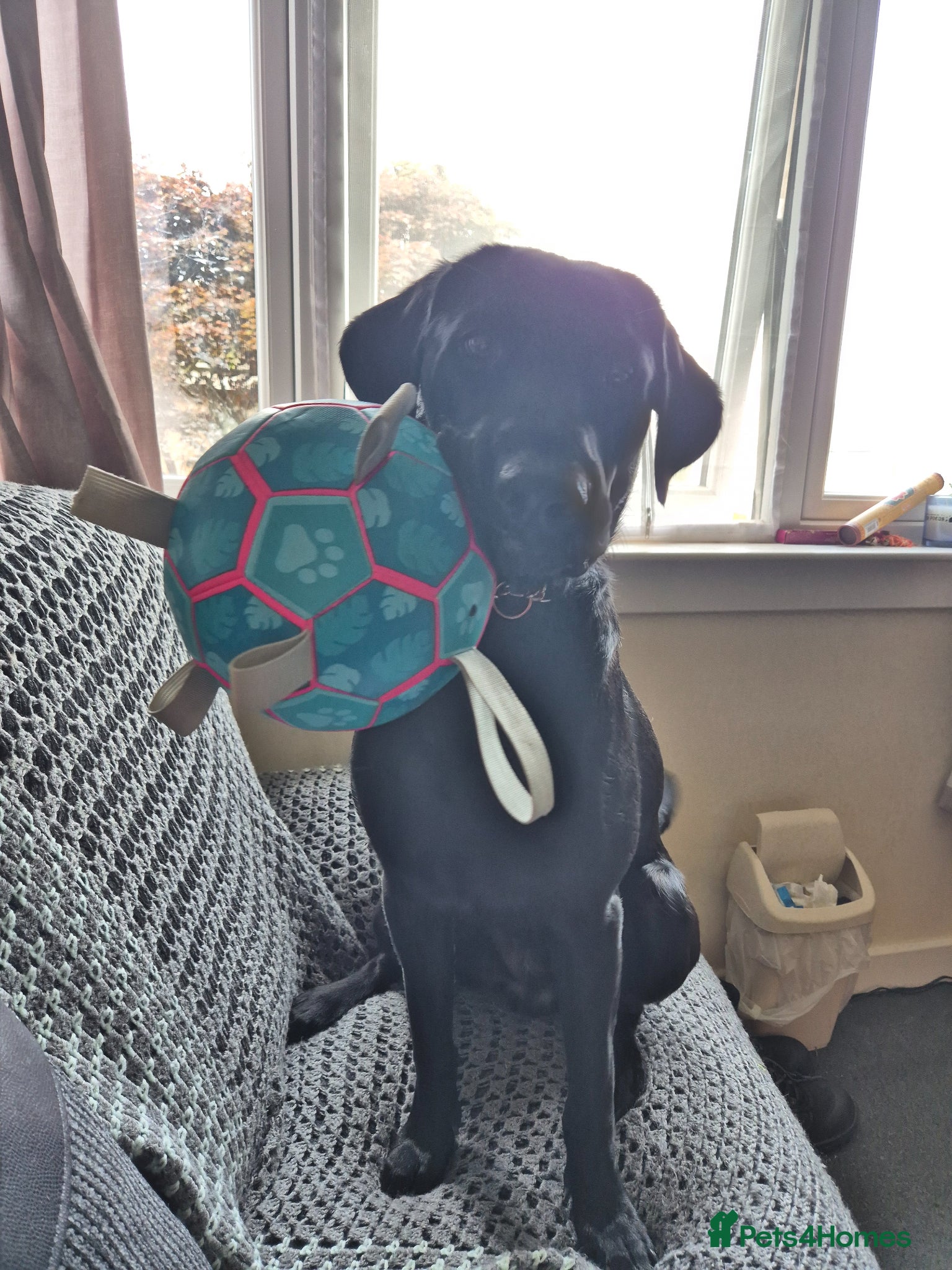 Labrador Retriever dogs Pedigree black lab for stud  - Advert 2