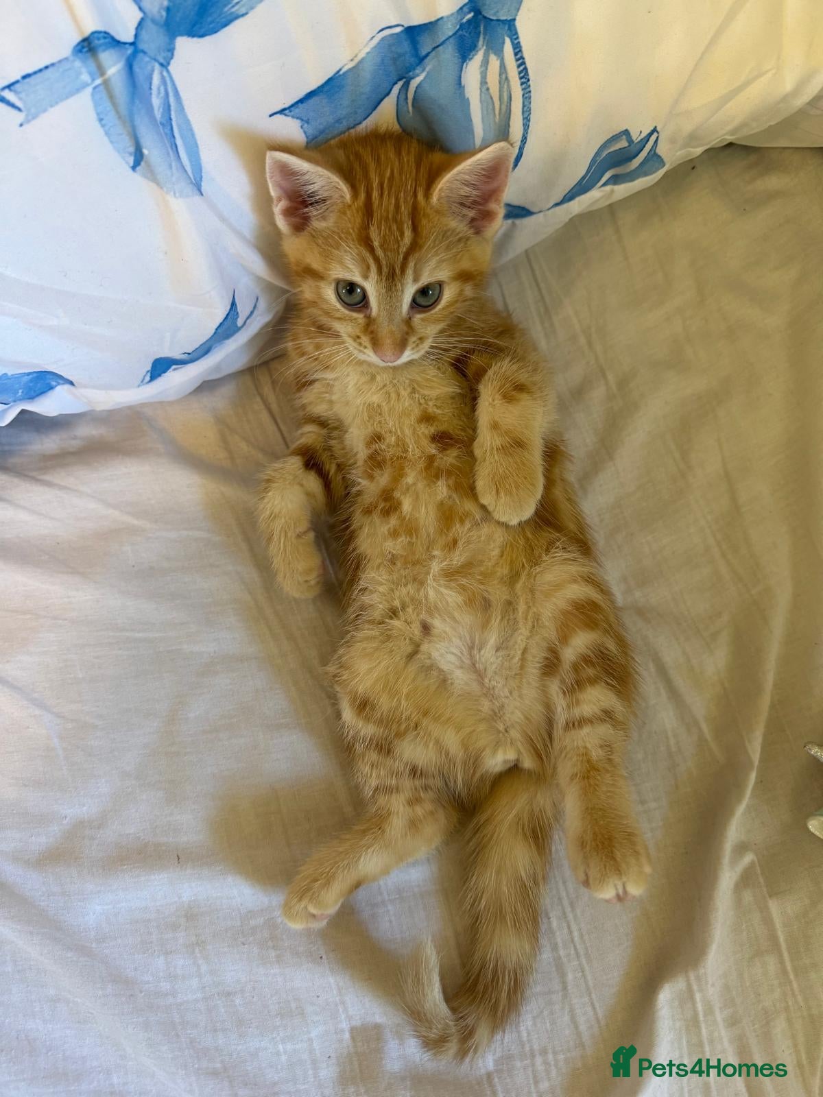 British Shorthair cats for sale: Rare Gem of a beautiful kitten - Advert 1