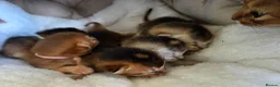 Abyssinian cats for sale: 🏆 TICA Registered Abyssinian Kittens in Chatham - Advert 2