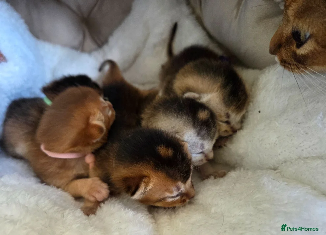 Abyssinian cats for sale: 🏆 TICA Registered Abyssinian Kittens in Chatham - Advert 2